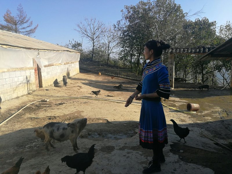 禽畜牧蛋肉