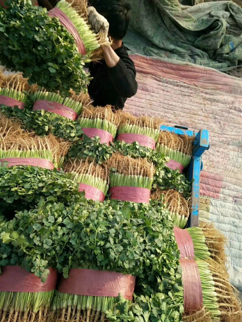 铁杆青香菜中叶香菜储存各种包装发往各地市场欢迎来电