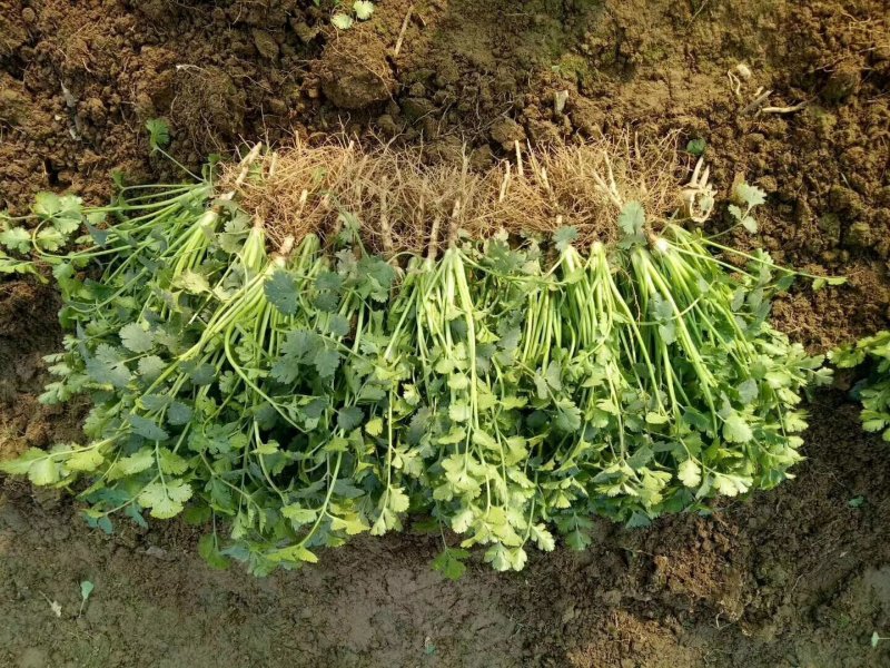 铁杆青香菜中叶香菜储存各种包装发往各地市场欢迎来电