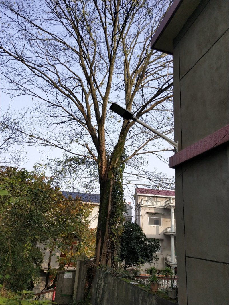 大型朴树