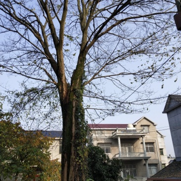 大型朴树