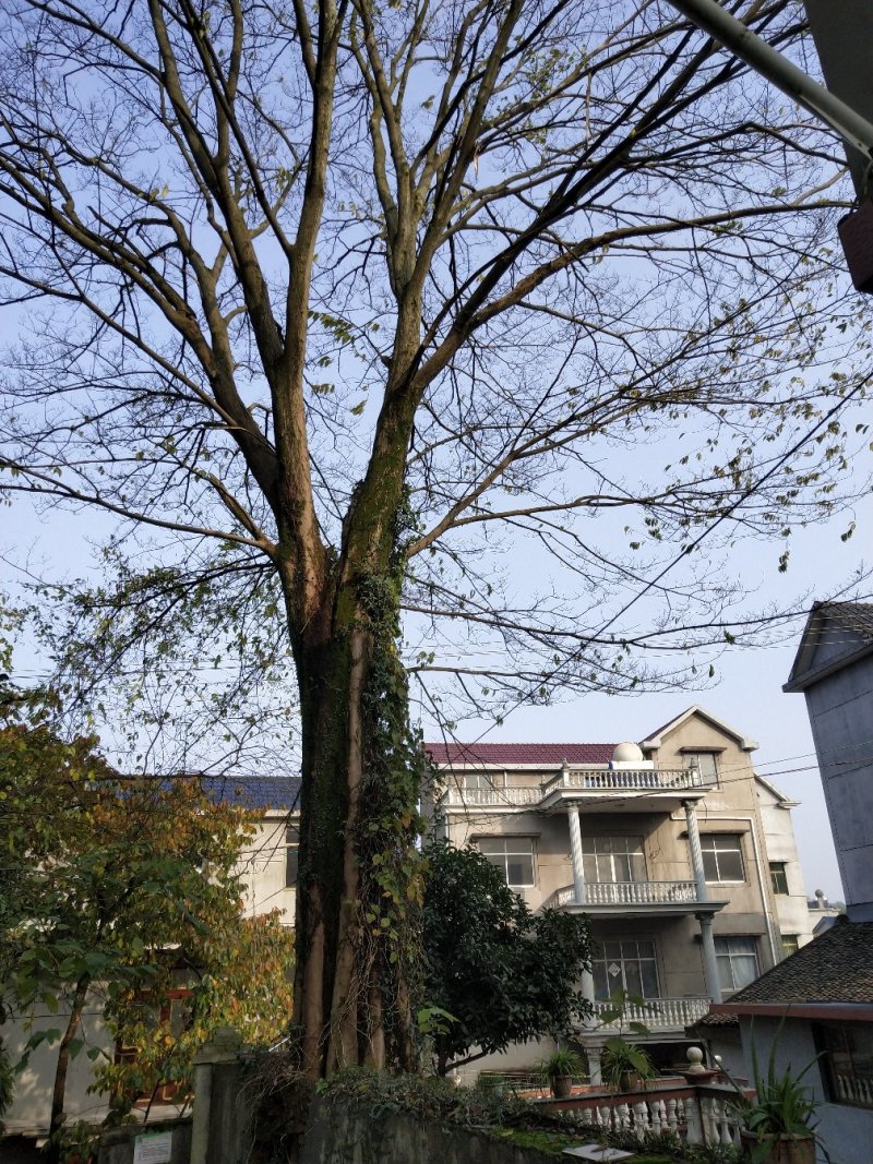大型朴树