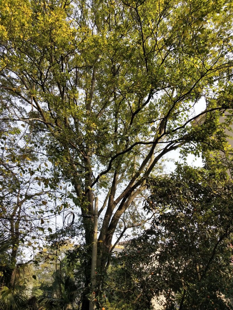 绿化苗木