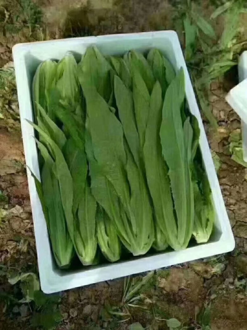 美冠25~30厘米以上，供应全国各大批发市场超市电商