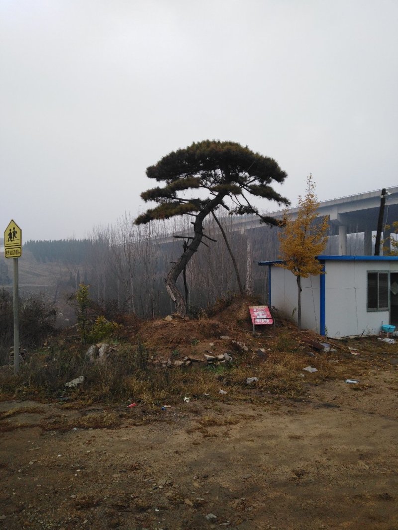 造型松