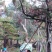 造型松