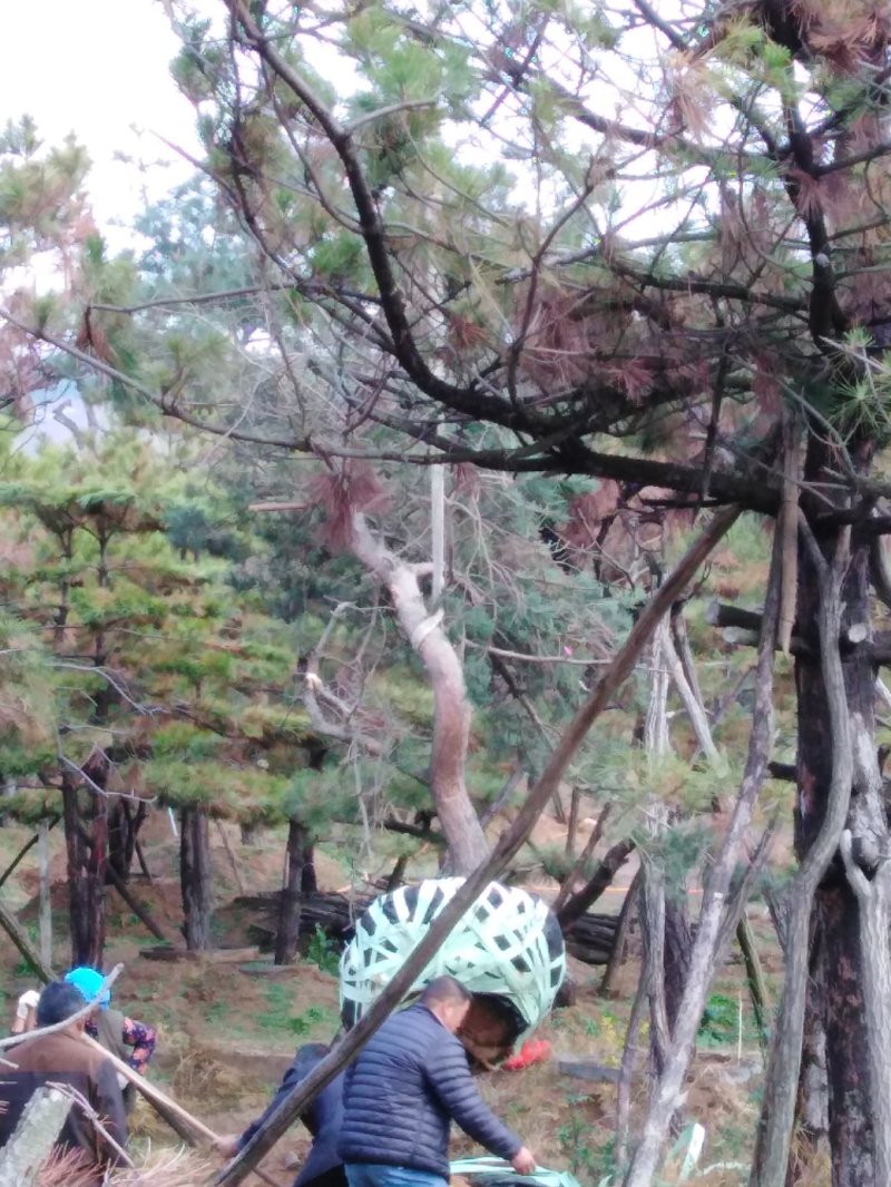 造型松