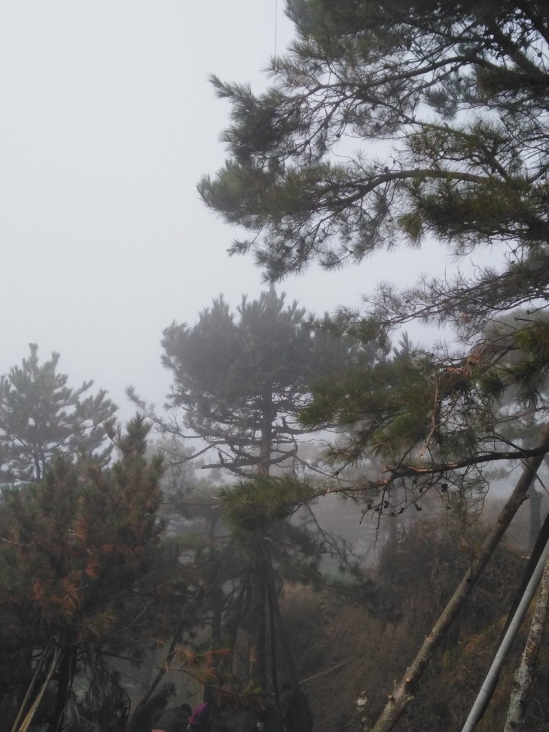 造型松