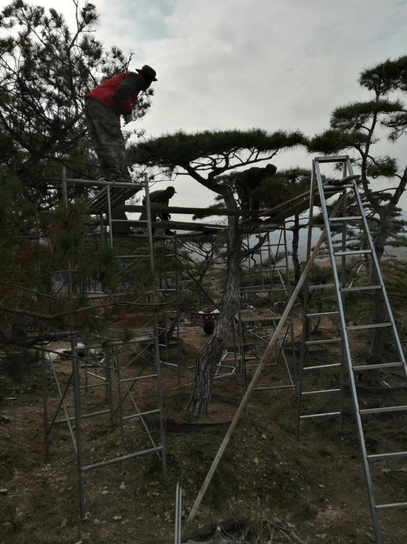 造型松