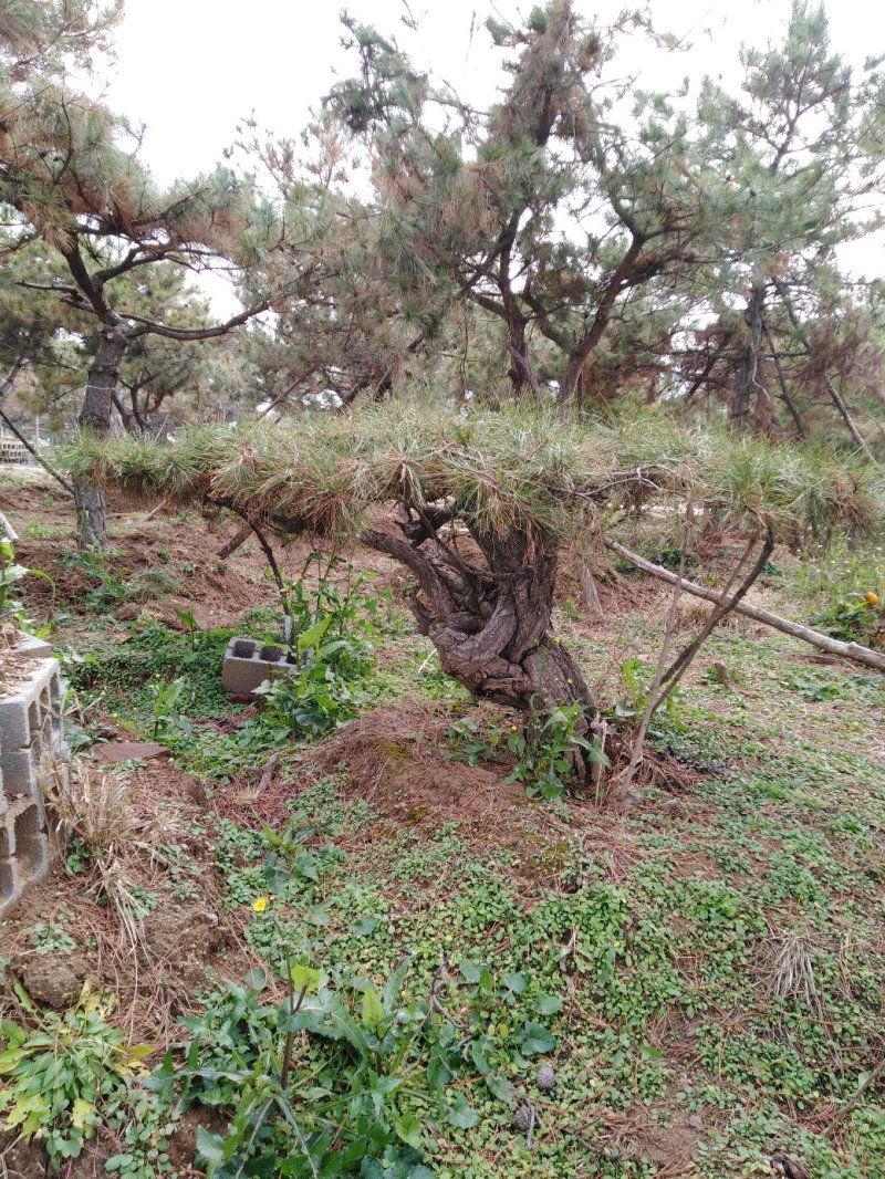 造型松