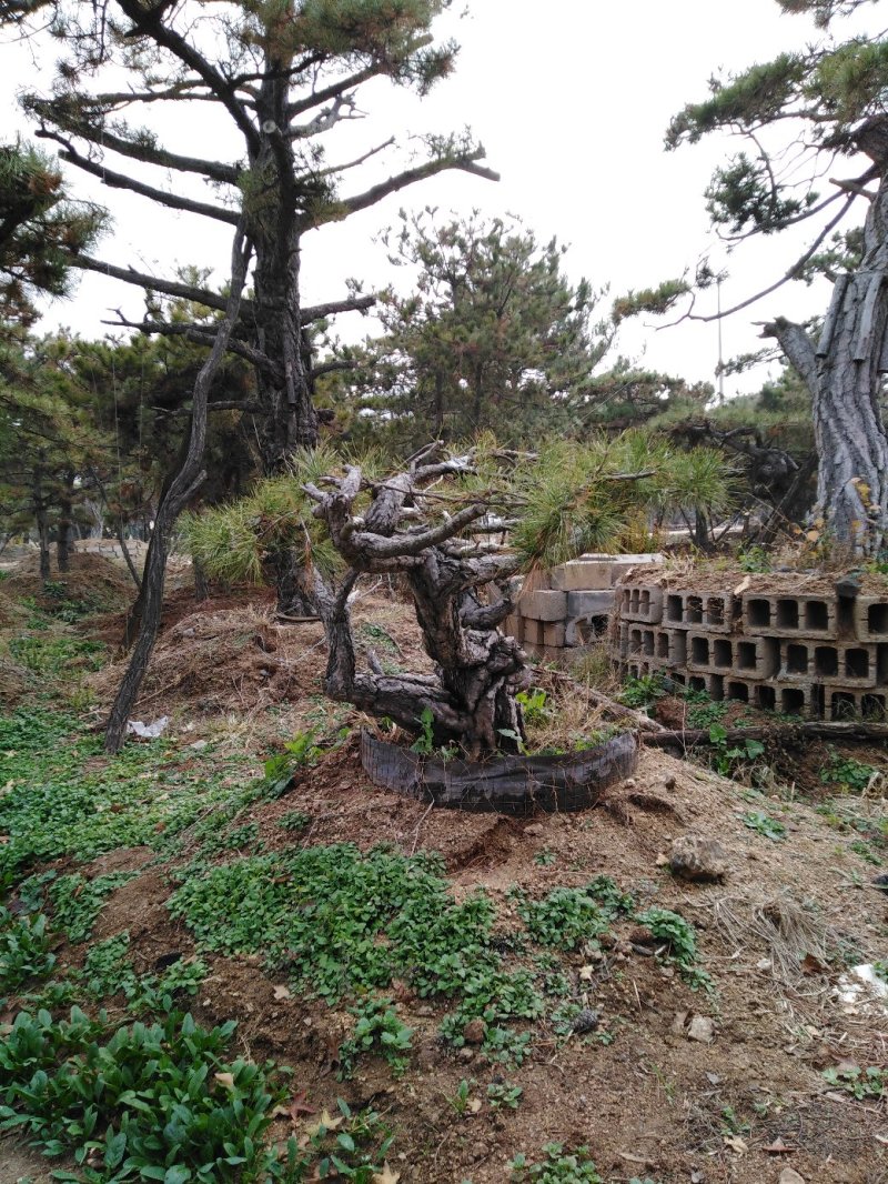 造型松