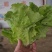 精品生菜叶菜产地直发货量充足量大从优