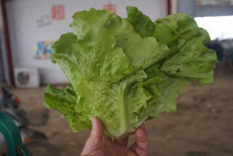 精品生菜叶菜产地直发货量充足量大从优