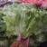 精品生菜叶菜产地直发货量充足量大从优