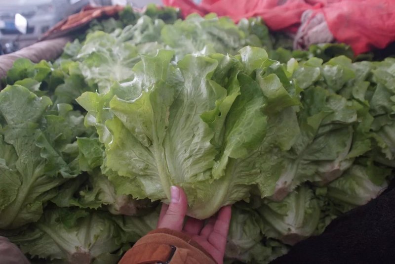 精品生菜叶菜产地直发货量充足量大从优