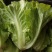 精品生菜叶菜产地直发货量充足量大从优