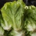 精品生菜叶菜产地直发货量充足量大从优