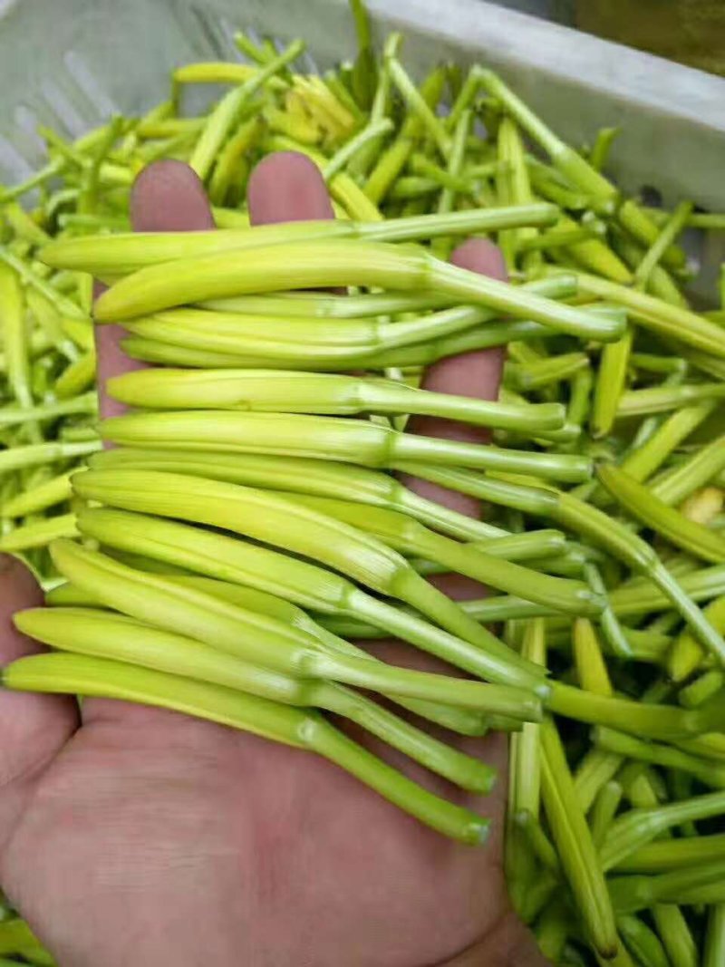 黄花菜