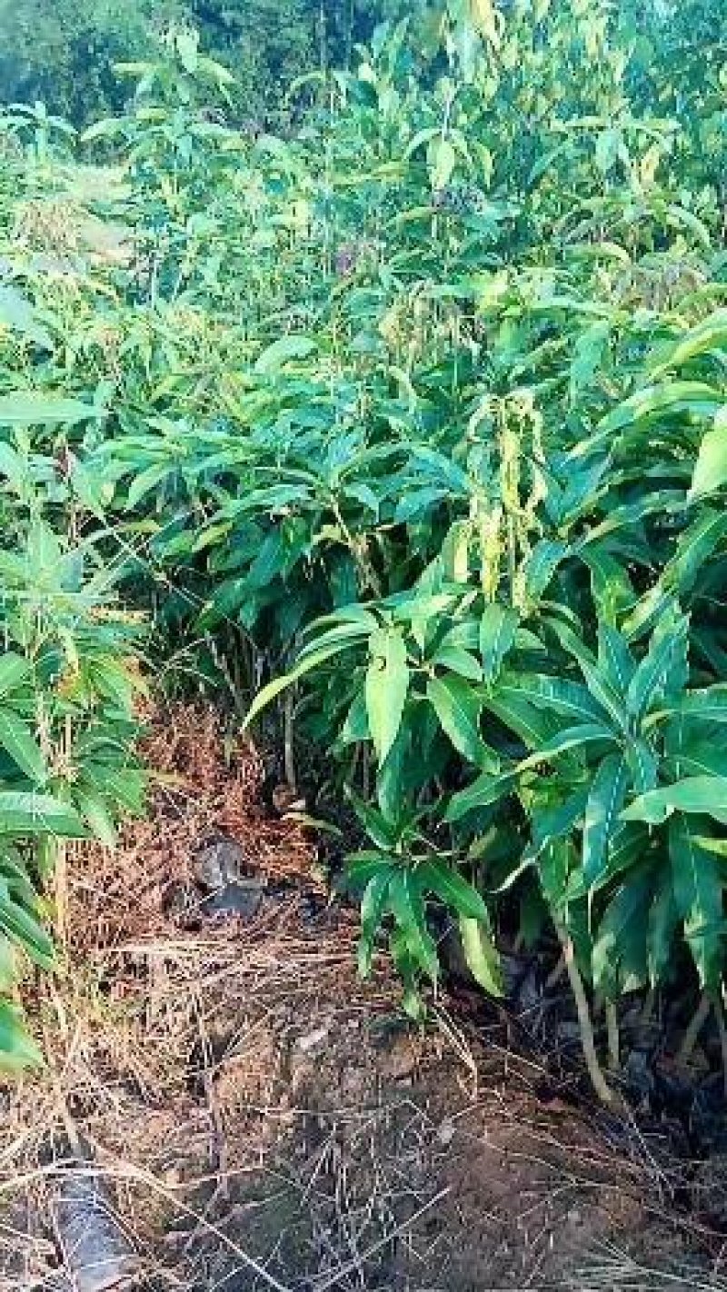 台农芒果苗，品种纯正，价格实惠