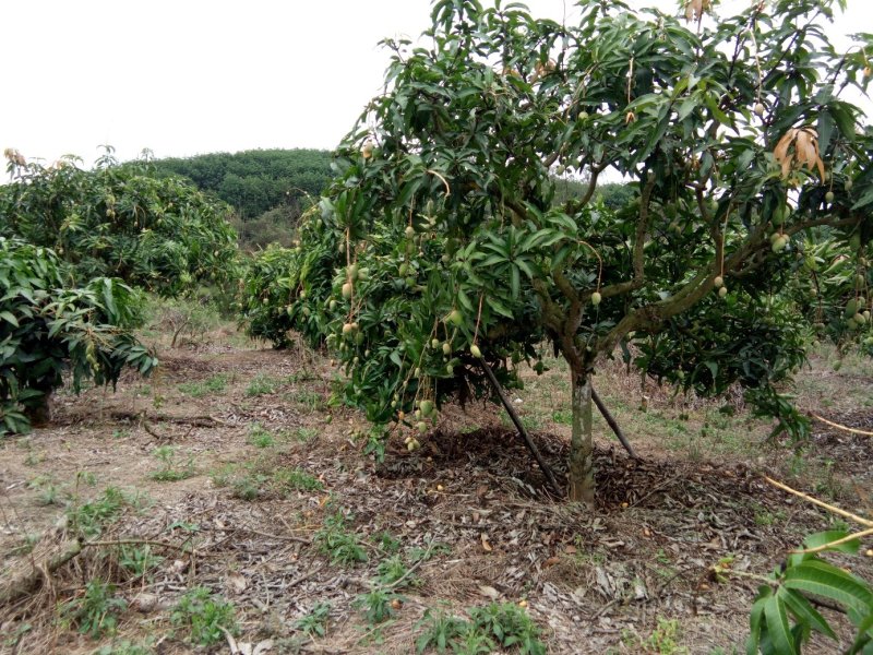 台农芒果苗，品种纯正，价格实惠