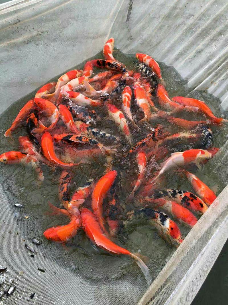 日本锦鲤鱼苗