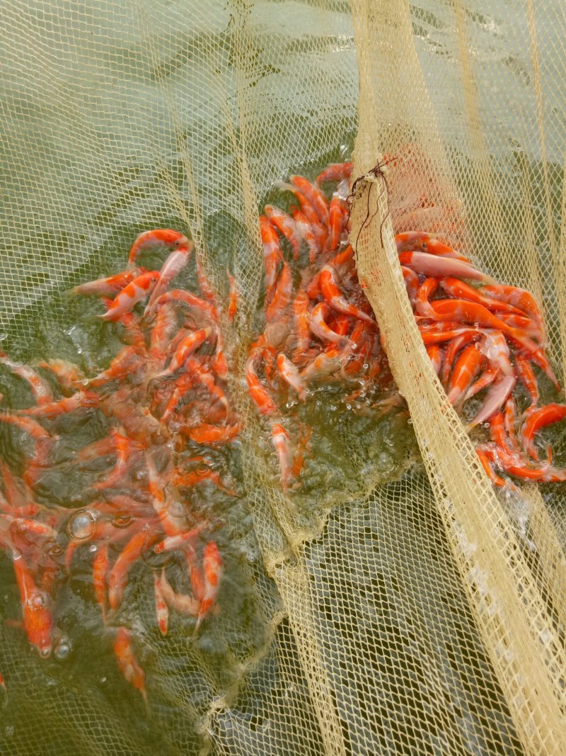 日本锦鲤鱼苗