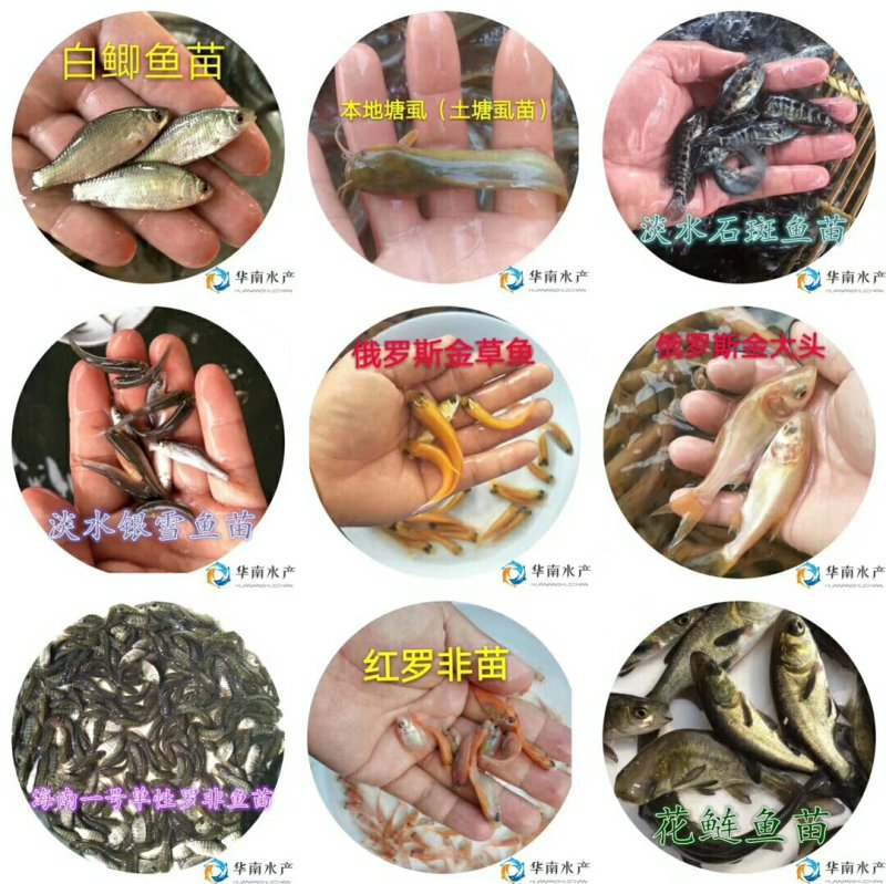 大头鱼