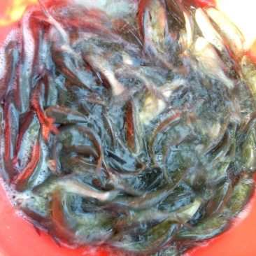 大头鱼