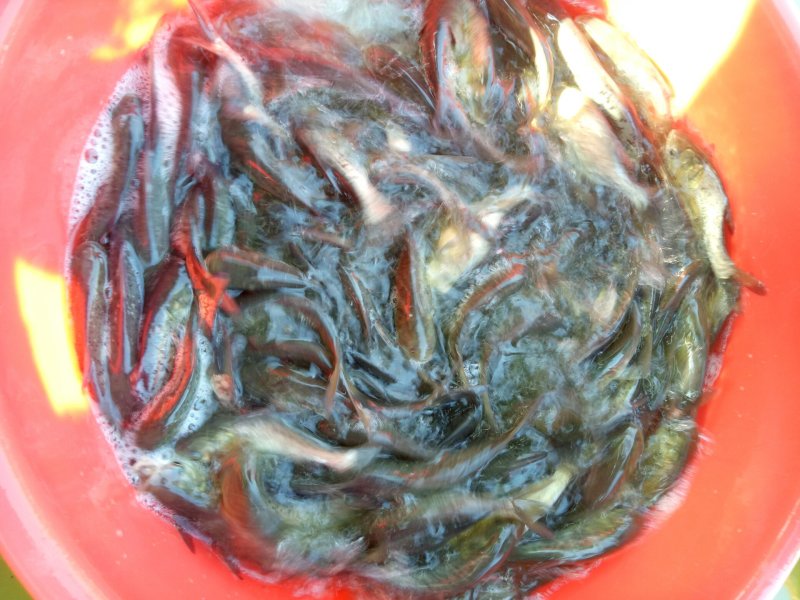 大头鱼