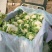 花菜散花直供，乳白色，青梗，净菜，小米粒粒，