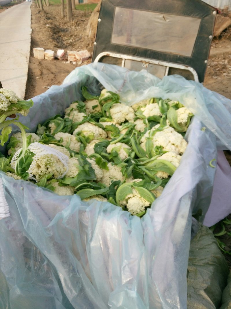 花菜散花直供，乳白色，青梗，净菜，小米粒粒，