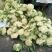 花菜散花直供，乳白色，青梗，净菜，小米粒粒，