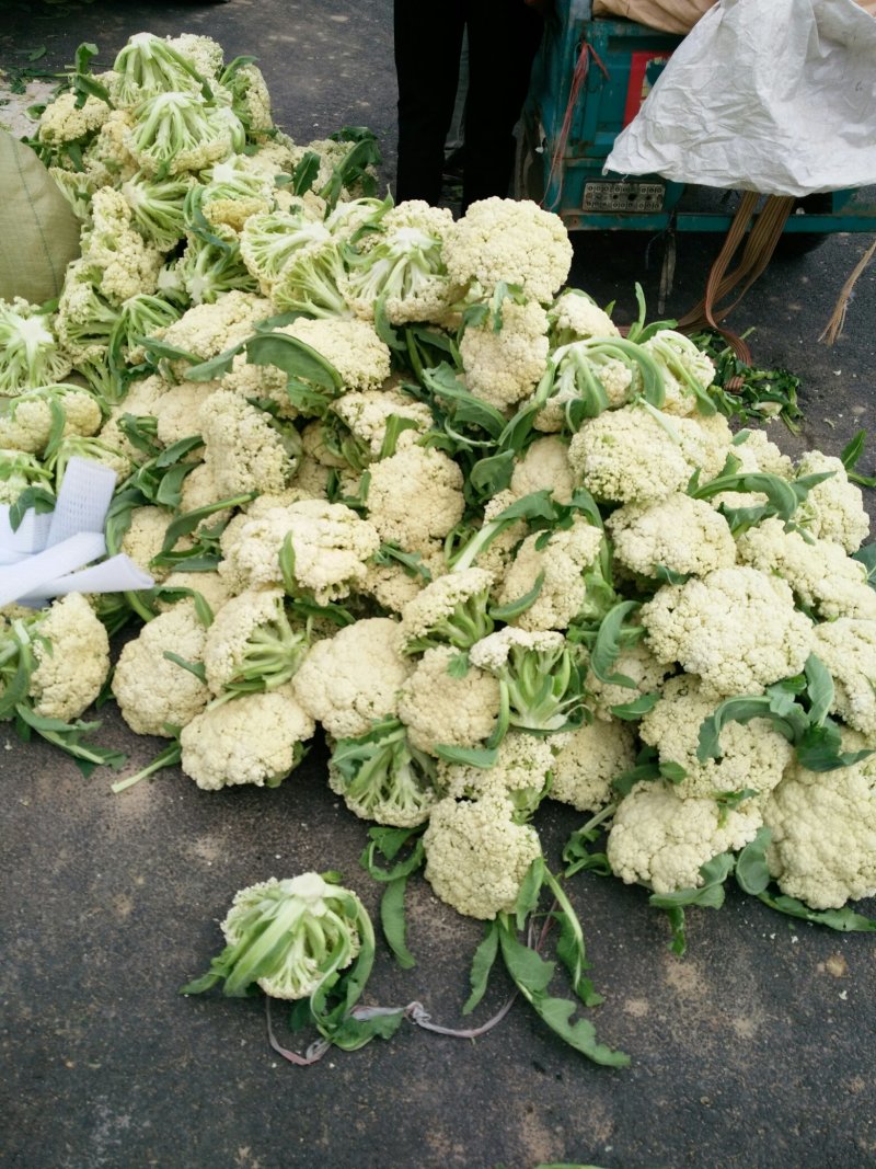 花菜散花直供，乳白色，青梗，净菜，小米粒粒，