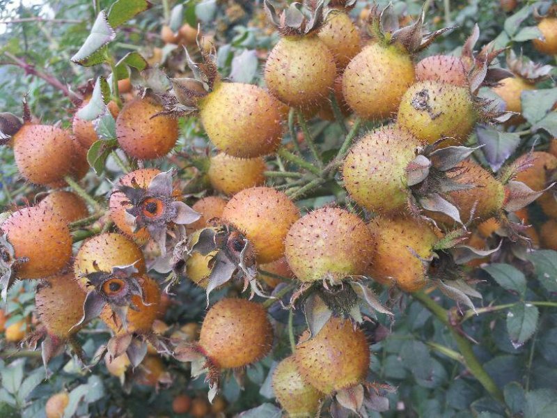 高山刺梨鲜果
