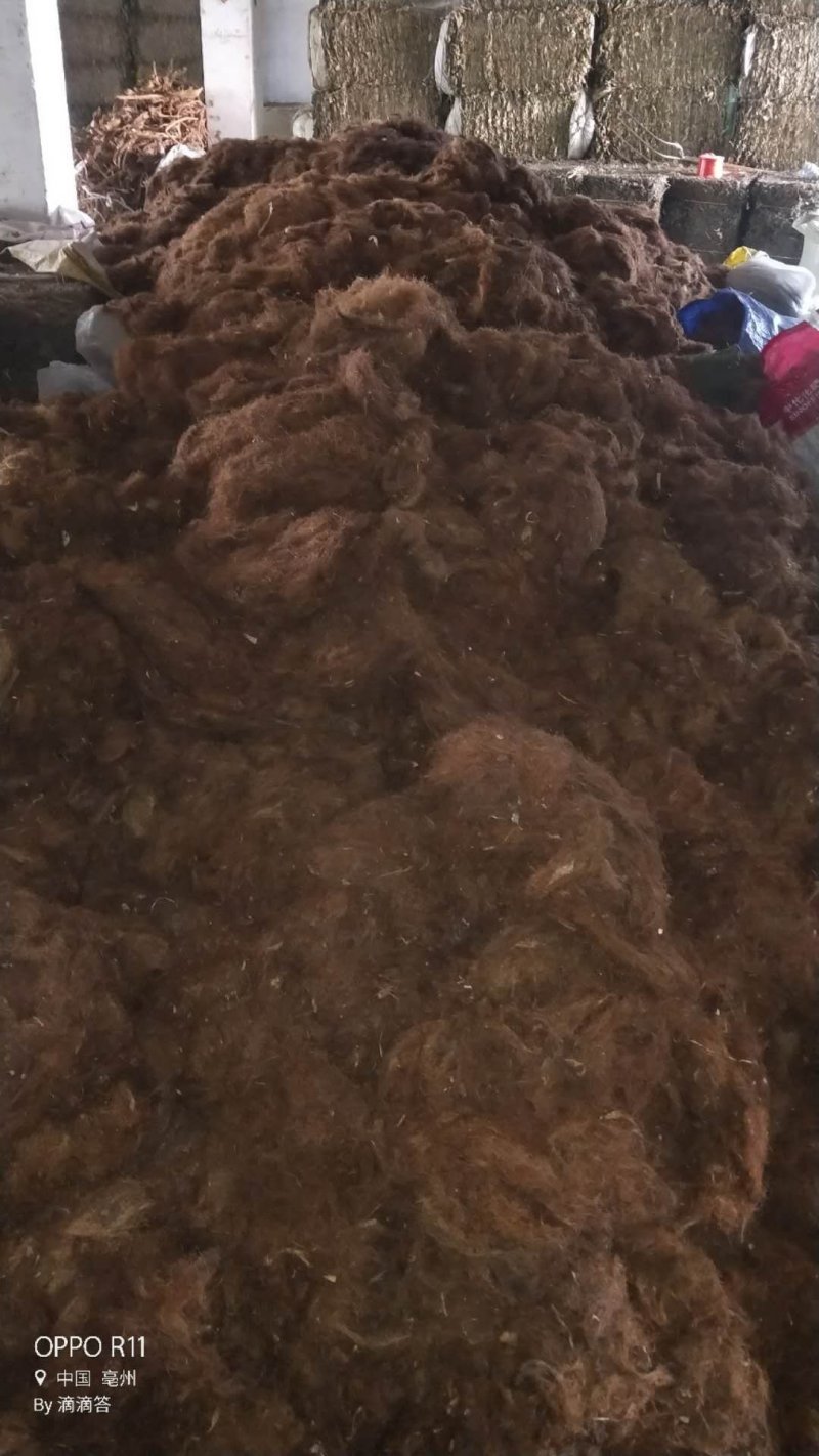 玉米须