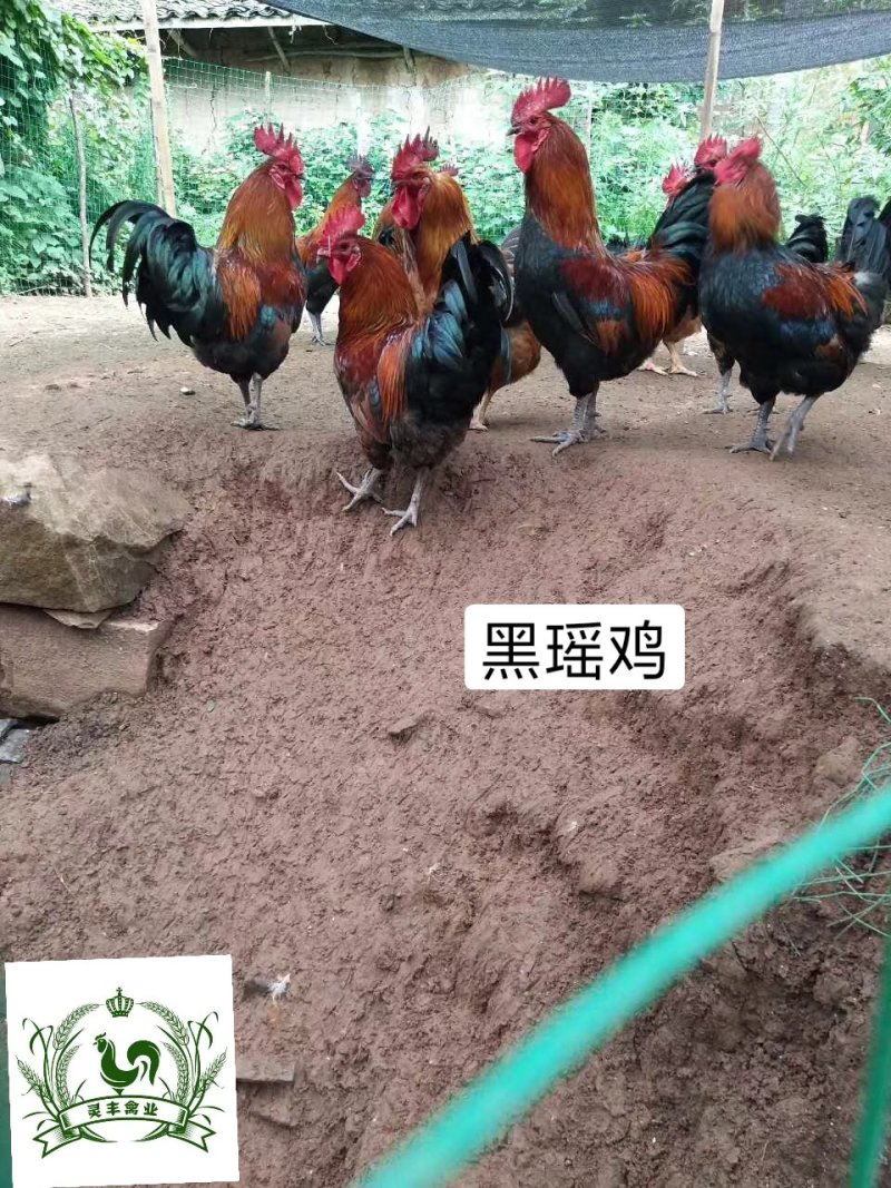 瑶鸡苗分别为1号红瑶2号黑瑶诚信经营...假一赔十