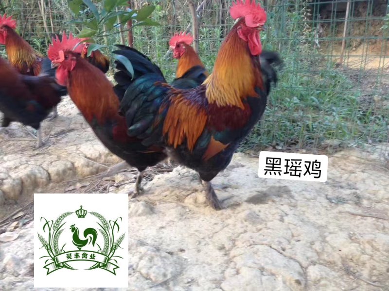 瑶鸡苗分别为1号红瑶2号黑瑶诚信经营...假一赔十