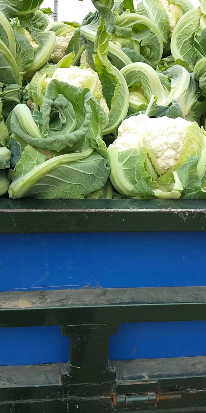 菜花