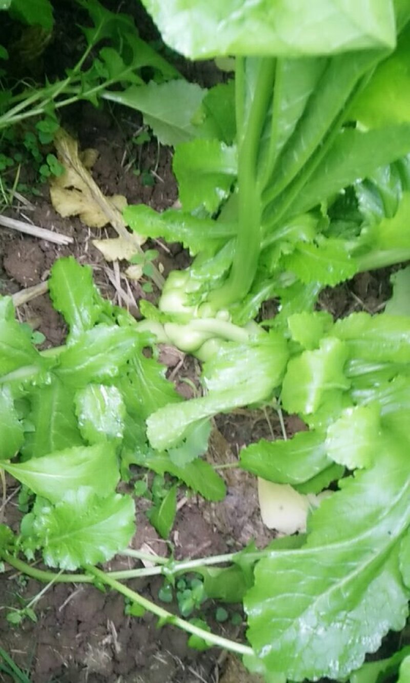 榨菜