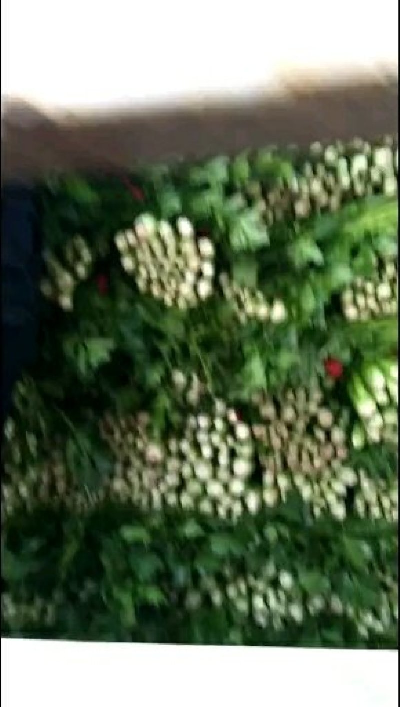 芹菜