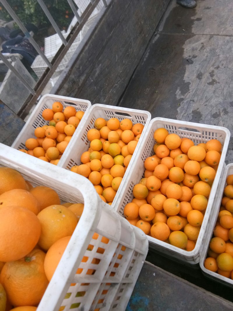 重庆奉节脐橙大量上市