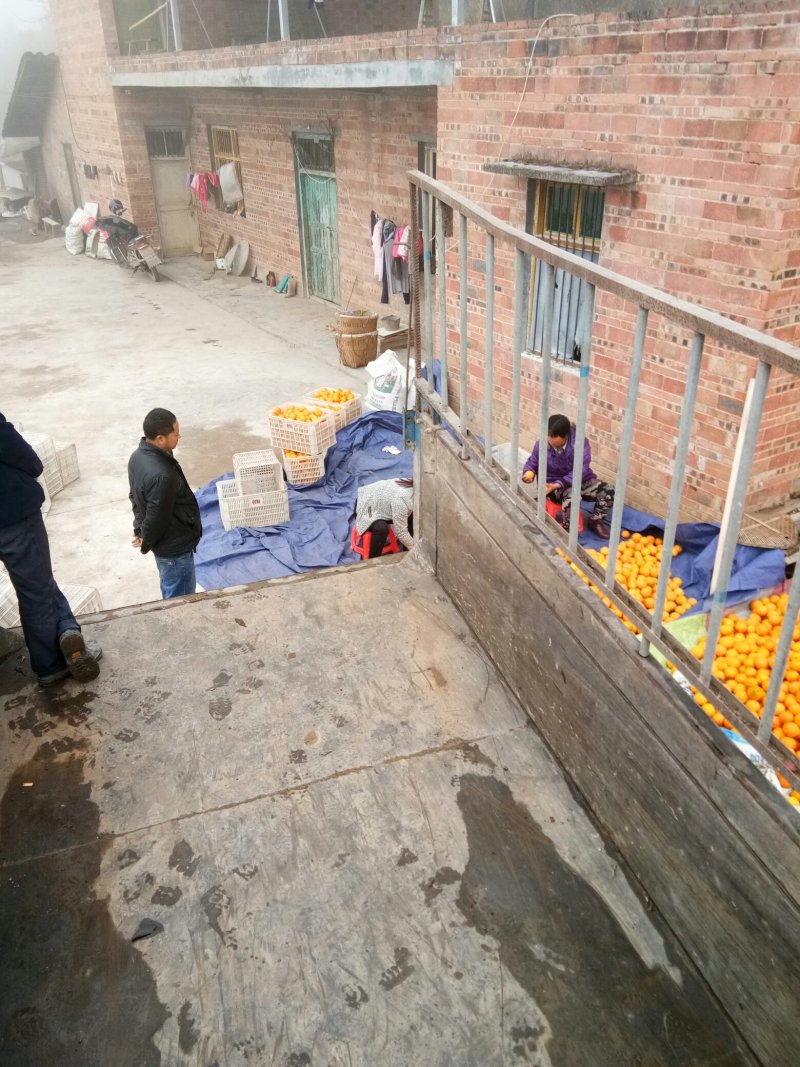 重庆奉节脐橙大量上市
