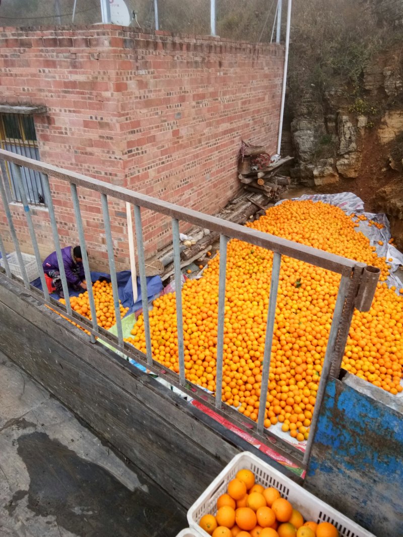 重庆奉节脐橙大量上市