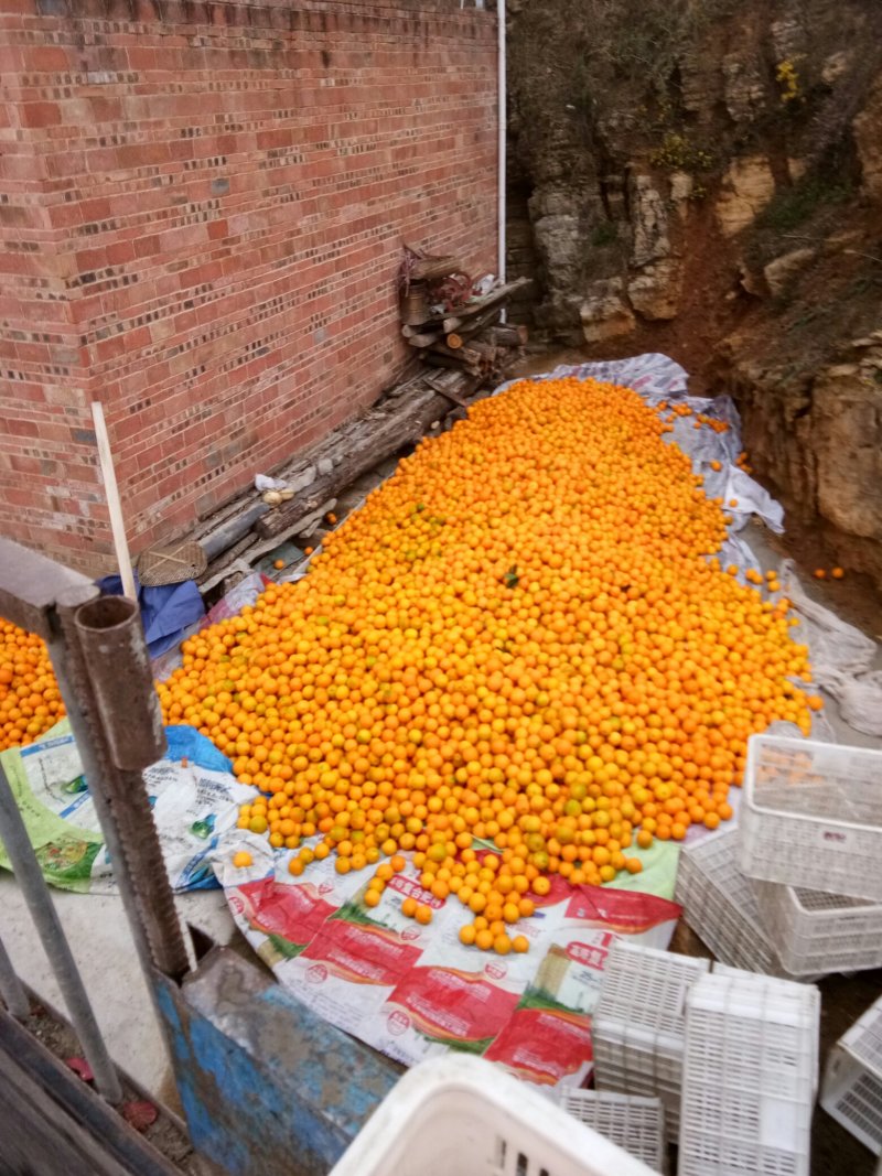 重庆奉节脐橙大量上市