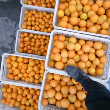 重庆奉节脐橙大量上市