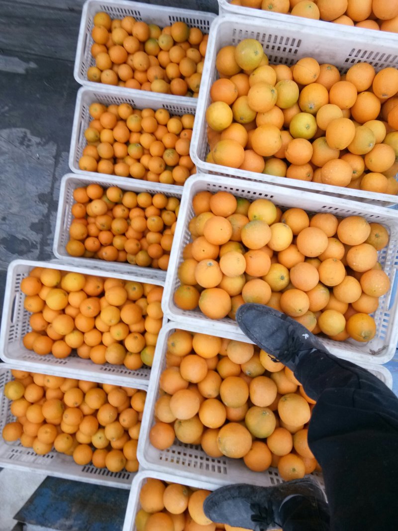 重庆奉节脐橙大量上市