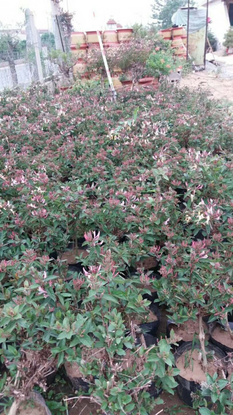 【热卖】金银花苗五彩红色金银花两年生苗直径1公分左右