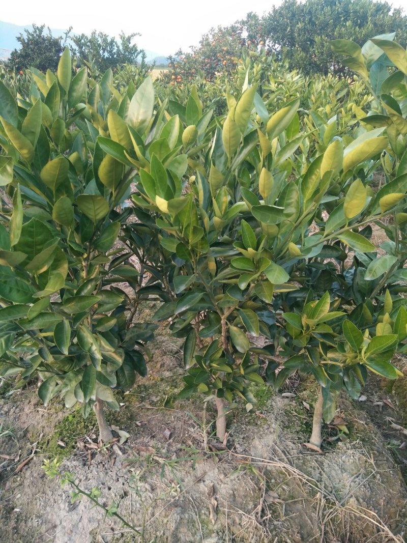 晋早熟桔苗，三年苗