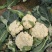 精品白面青梗松花菜，产地发货量大从优，欢迎选购。