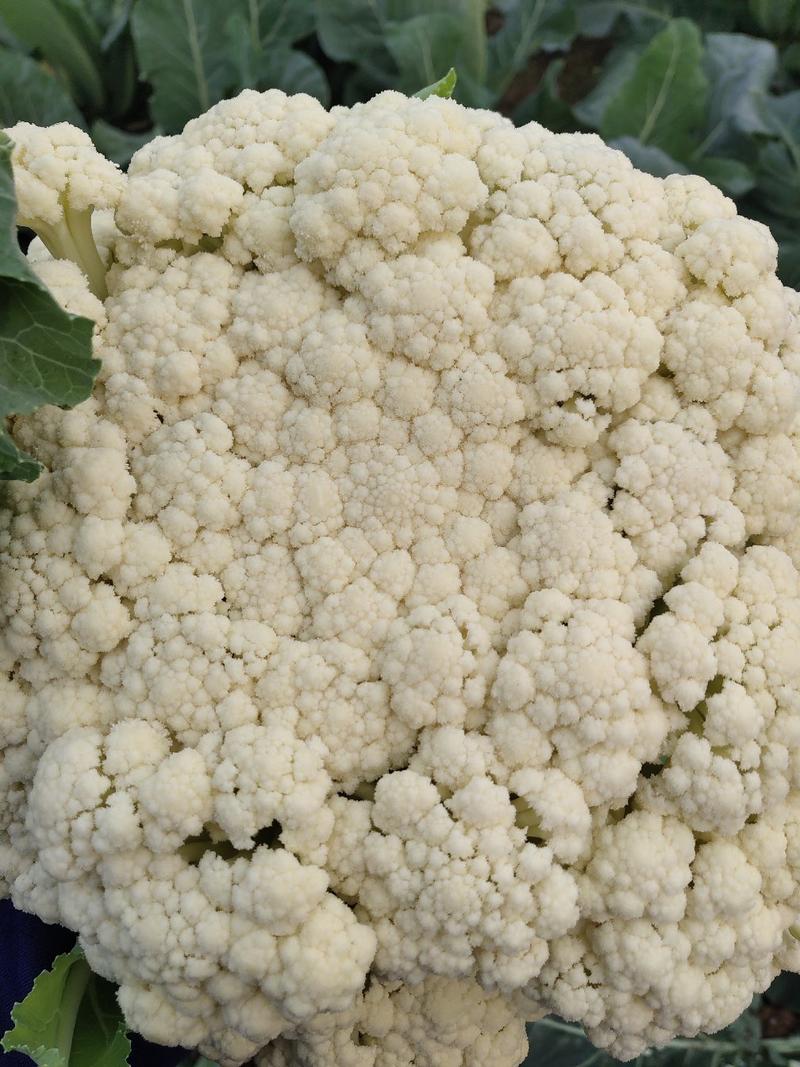 精品白面青梗松花菜，产地发货量大从优，欢迎选购。